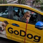 GoDog transporte premium para pets com segurança e conforto
