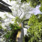 Parque Estadual das Árvores Gigantes da Amazônia é criado no Pará