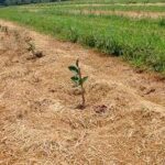 Vanderlan garante no Senado mais crédito para agricultura familiar