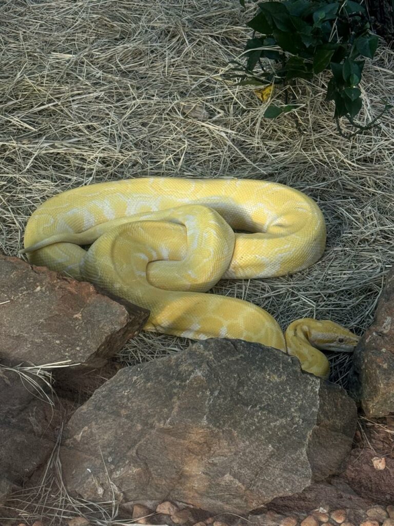 Iniciativa estimula o lado criativo dos bichos, além de despertar o interesse dos visitantes para a preservação da fauna silvestre