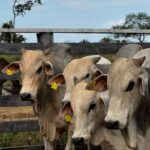 Acelerador JBS integra o investimento de mais de R$ 35 milhões da Companhia